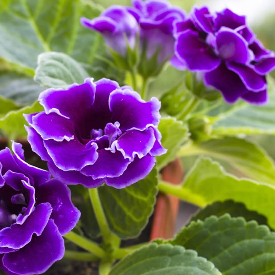 Gloxinia Flower Seeds for Planting, Violet, 100 pcs