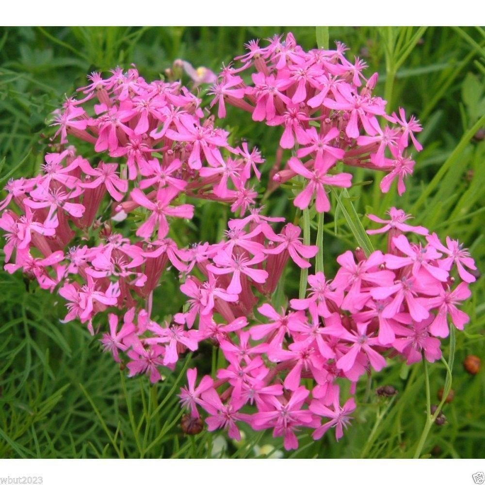 catchfly silene flower seeds