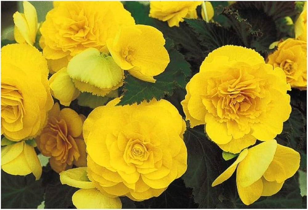 yellow begonia flower seeds