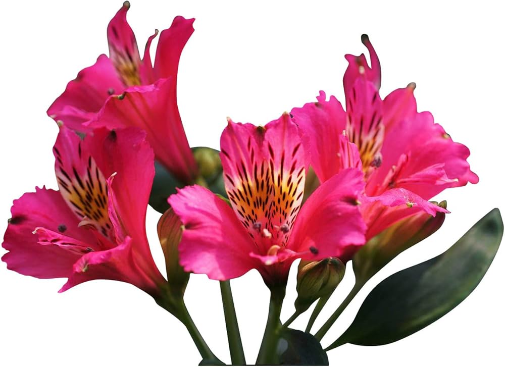 Pink Alstroemeria blomsterfrø til udplantning, 100 stk