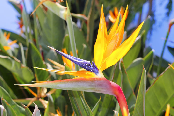 Gule Strelitzia Reginae frø til udplantning 100 stk