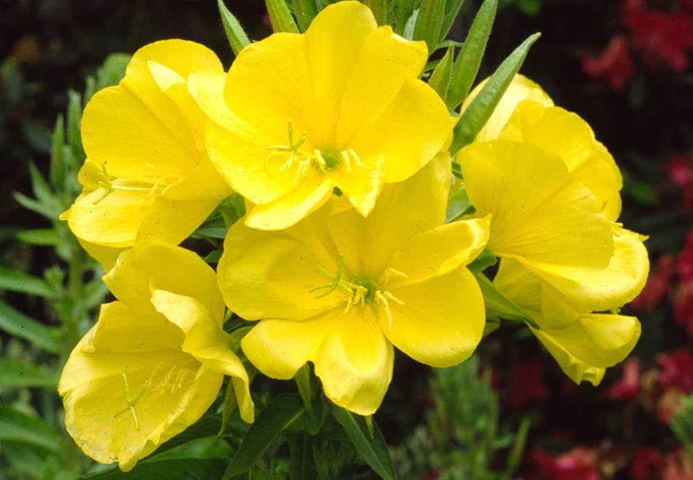 oenothera lamarckiana flower seeds
