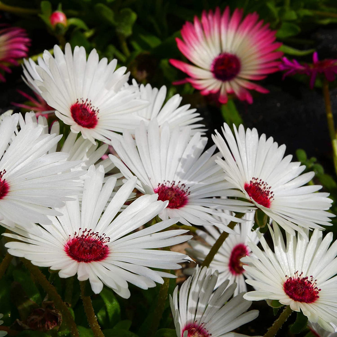 livingstone daisy flower seeds