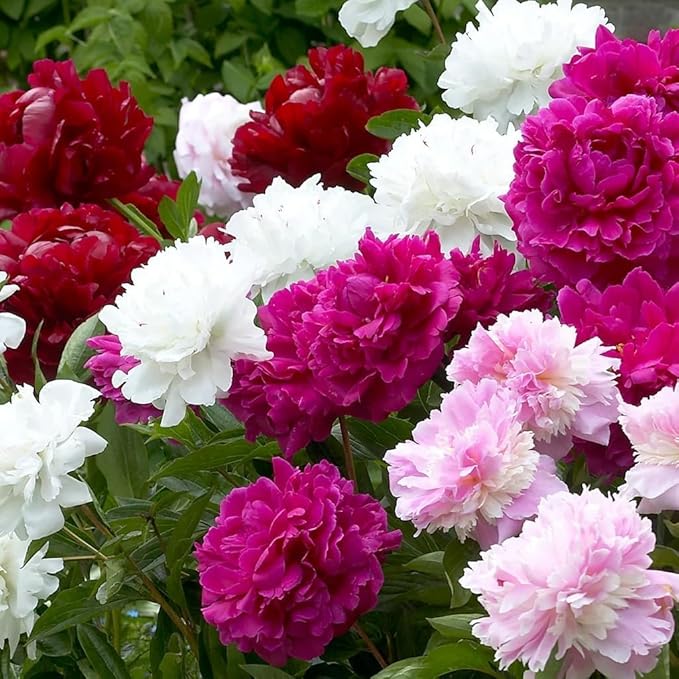 peony paeonia flower seeds