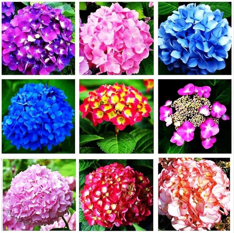 hydrangea hydrangea flower seeds