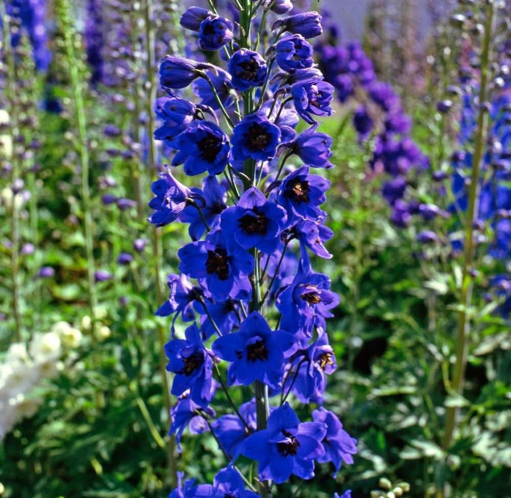blue delphinium flower seeds