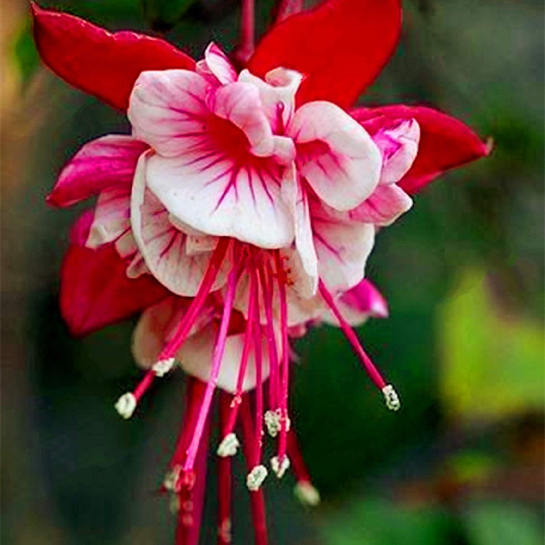 Red White Fuchsia Seeds for Planting - 100 pcs