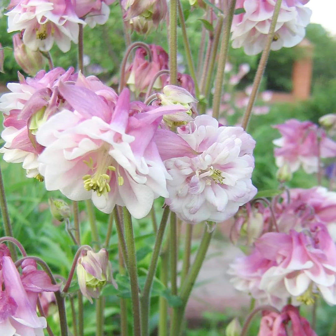 Aquilegia Columbine Flower Seeds for Planting - 100 pcs