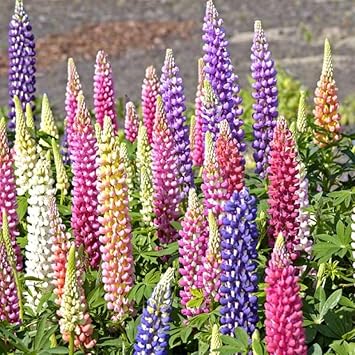 lupin pixie flower seeds