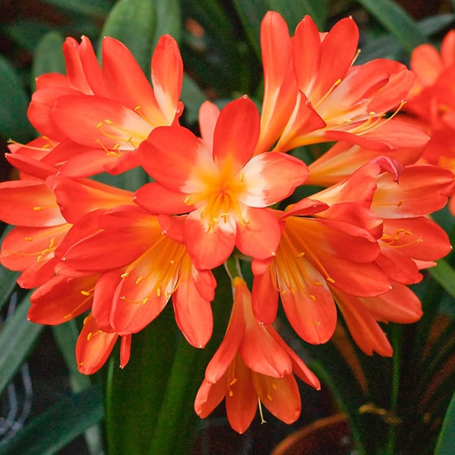 rainbow clivia flower seeds