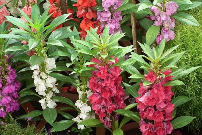 pink balsam flower seeds