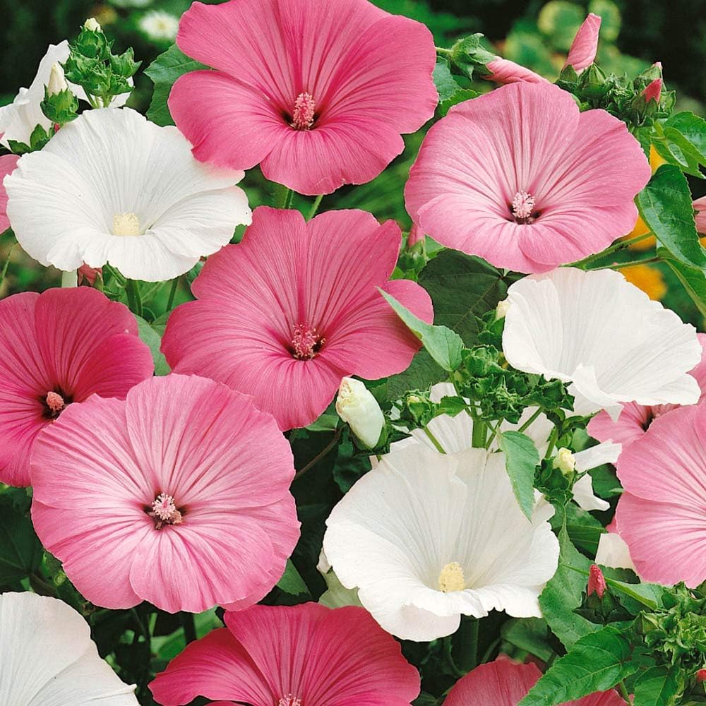 heirloom non flower seeds
