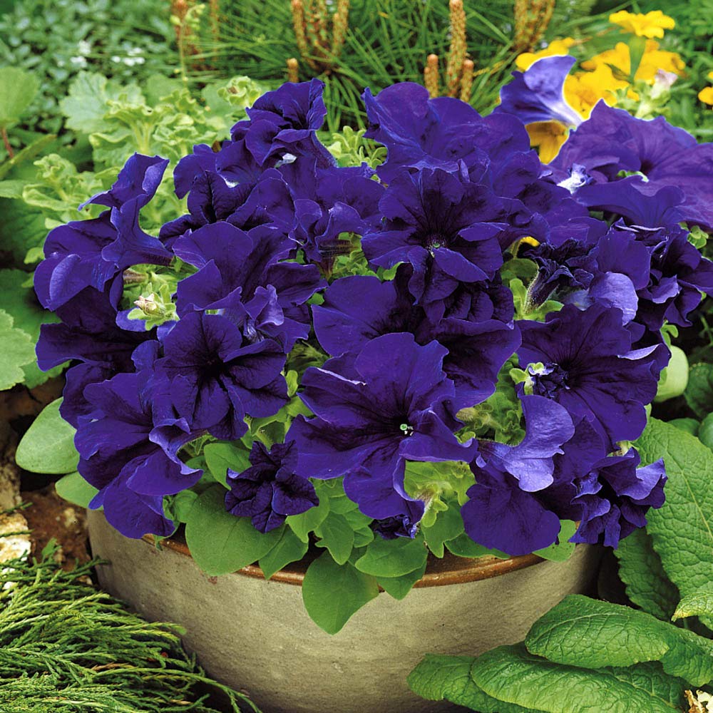 purple petunia flower seeds