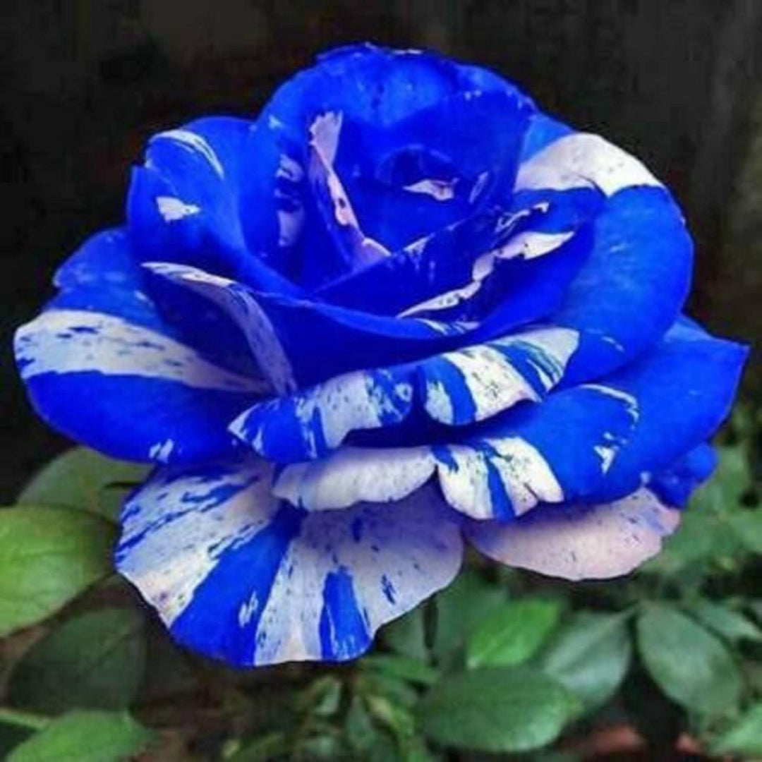 Tiger stripe blue Rose Flower Seeds for Planting - 100 pcs