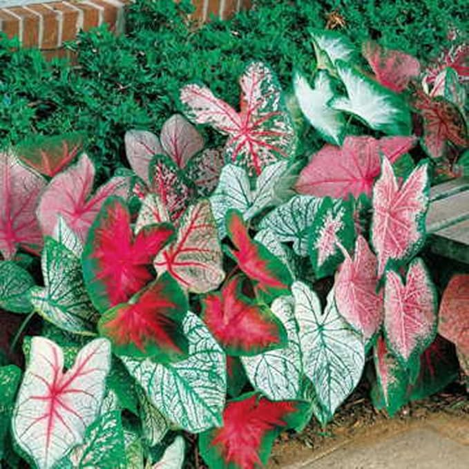 Caladium Bicolor Green Mix Blomsterfrø til udplantning 100 stk