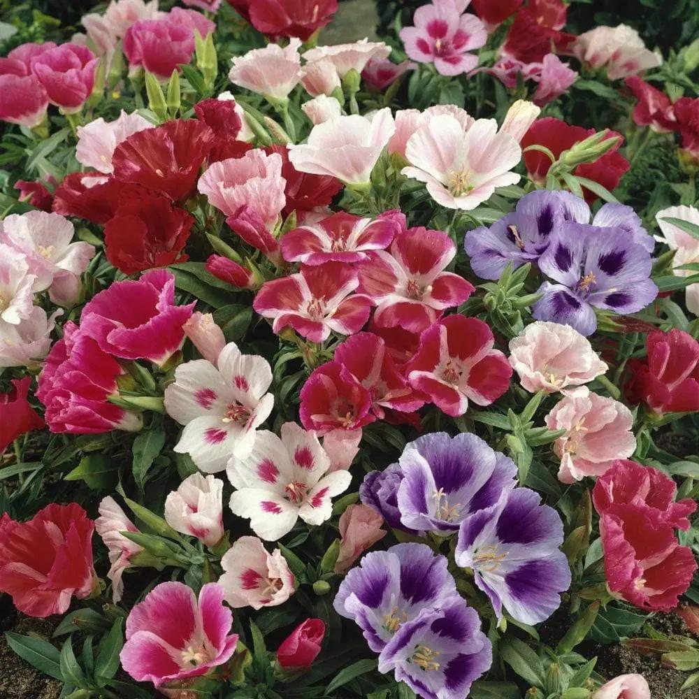 azalea flower flower seeds