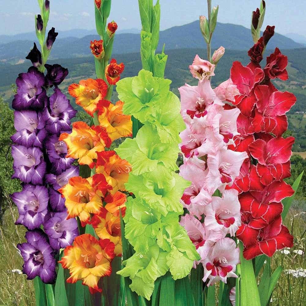gladiolus flower flower seeds