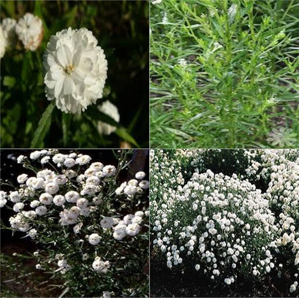 white white flower seeds