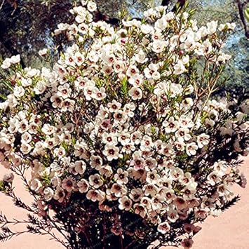 Flower Seeds, Seeds for Planting, Plant Seeds