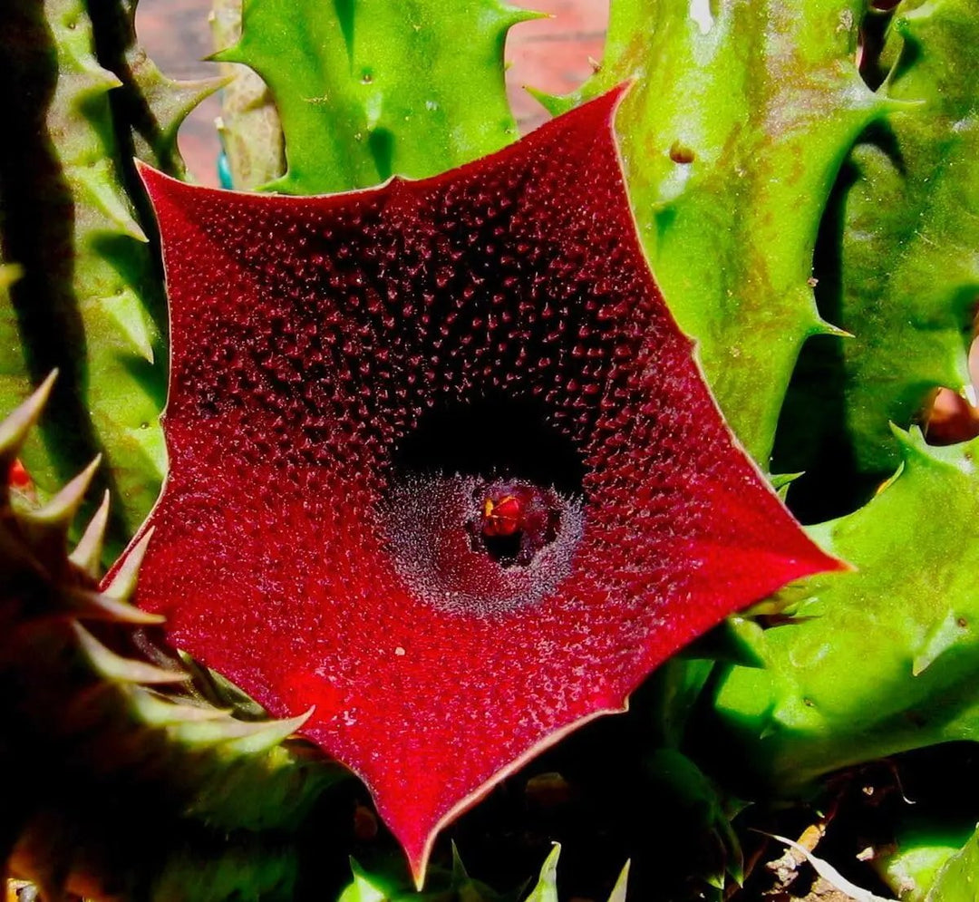 huernia keniensis flower seeds