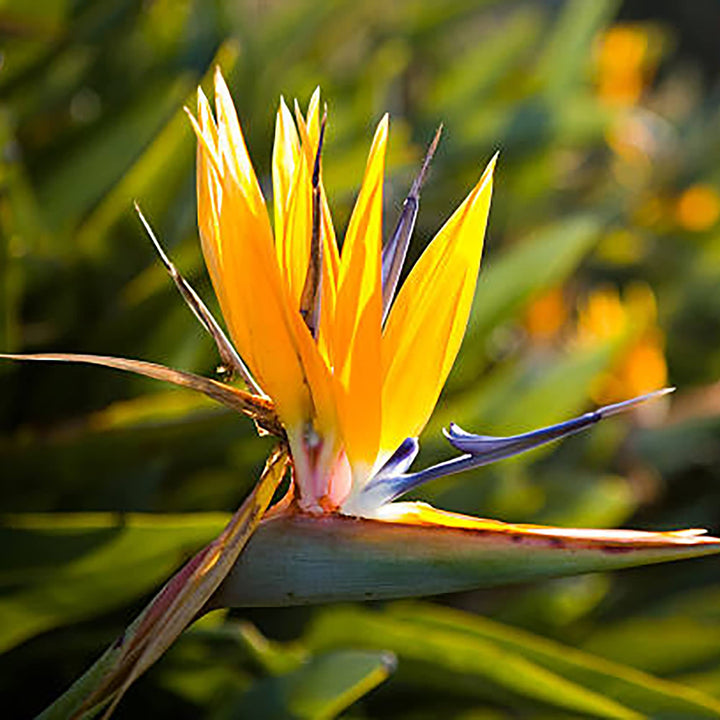 Gul Strelitzia Reginae Plantefrø til udplantning 100 stk