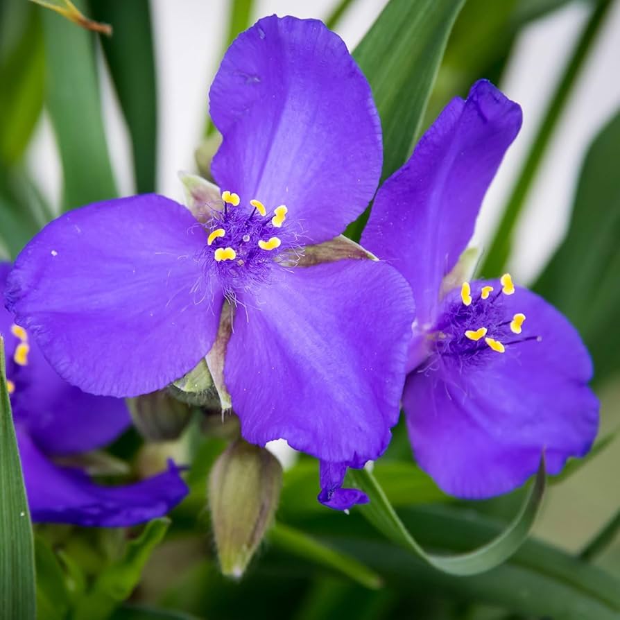 Blå Tradescantia blomsterfrø til plantning - 100 stk