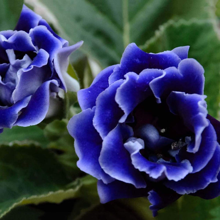 Mørkeblå Gloxinia blomsterfrø til udplantning, 100 stk