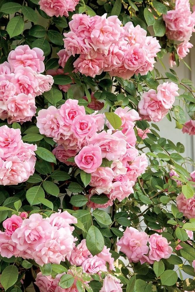 Baby Pink Rose Blomsterfrø til udplantning - 50 stk