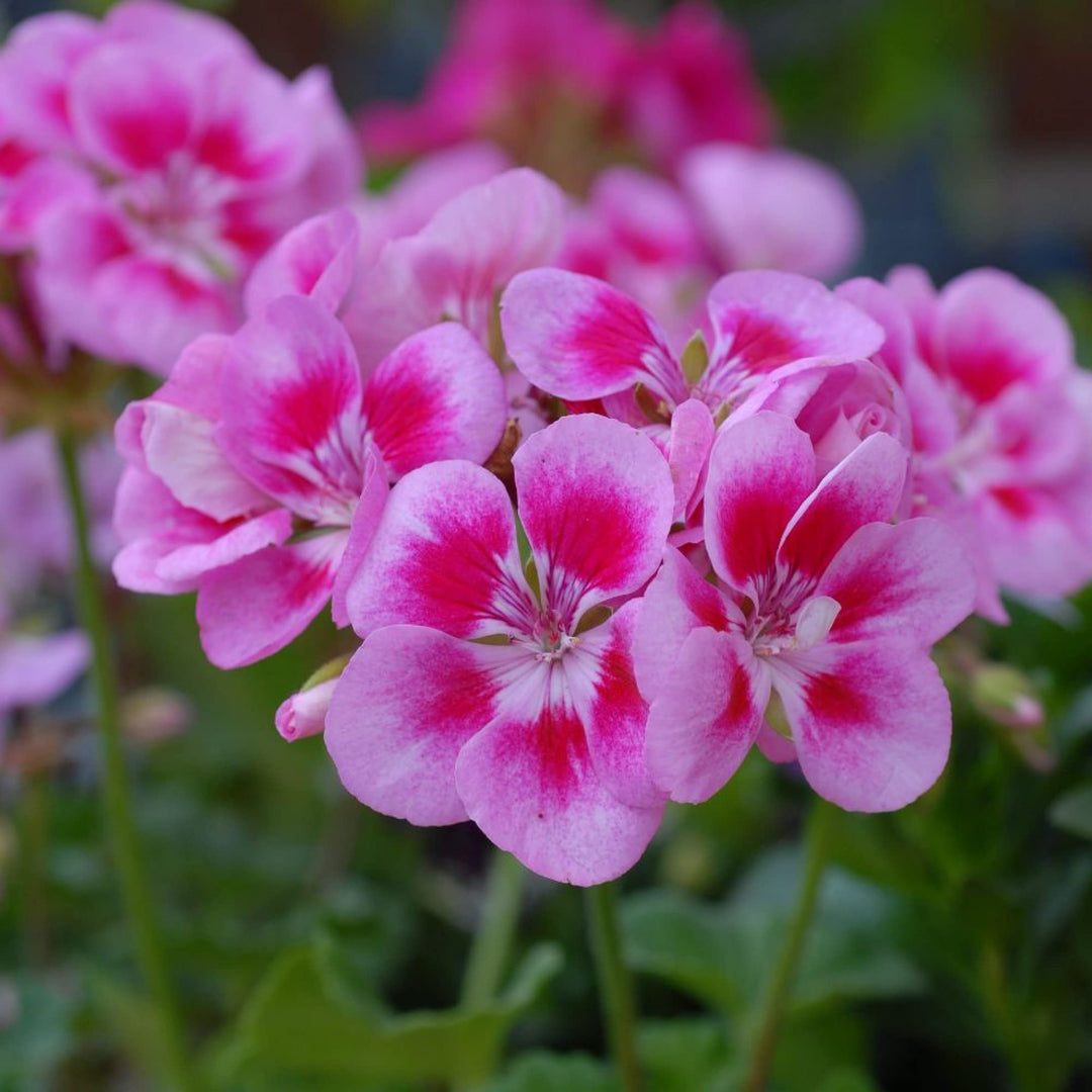 Friske Geranium Flores Blomsterfrø til udplantning, Pink 100 stk