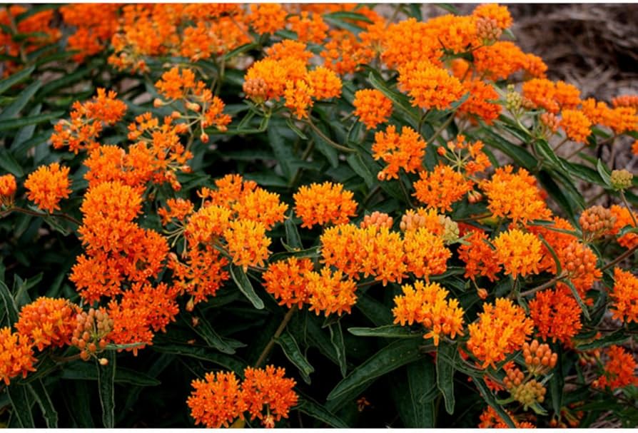 orange hohe flower seeds