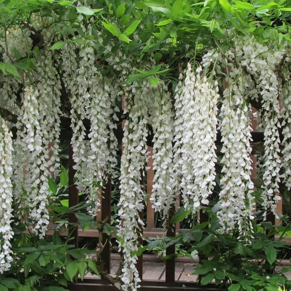 white chinese flower seeds