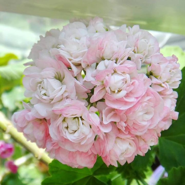 Geranium Pelargonium Seeds for Planting - White & Pink 100 pcs