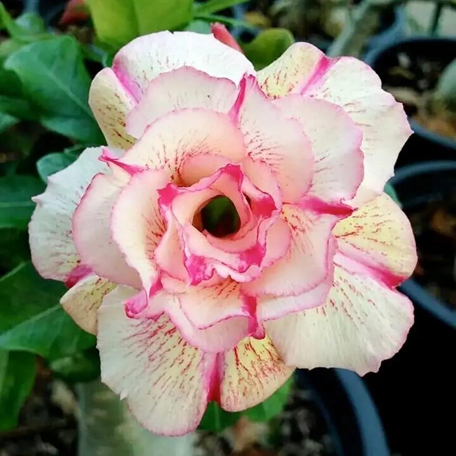 desert rose flower seeds