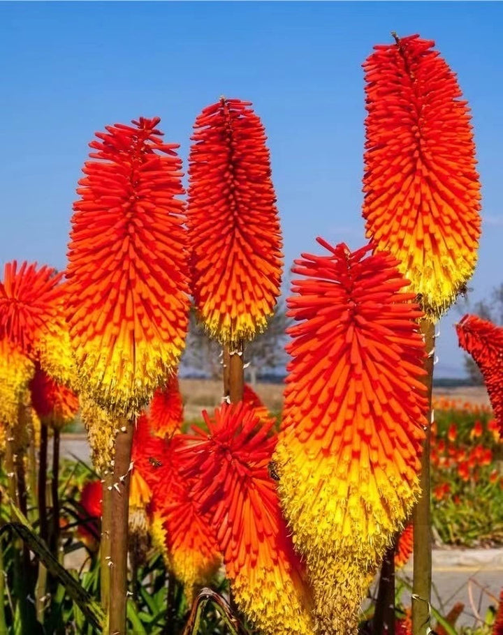 Red Hot Poker Torch Lily, Kniphofia Perennial Flower Seeds for Planting – Heirloom and Non-GMO Garden Seeds