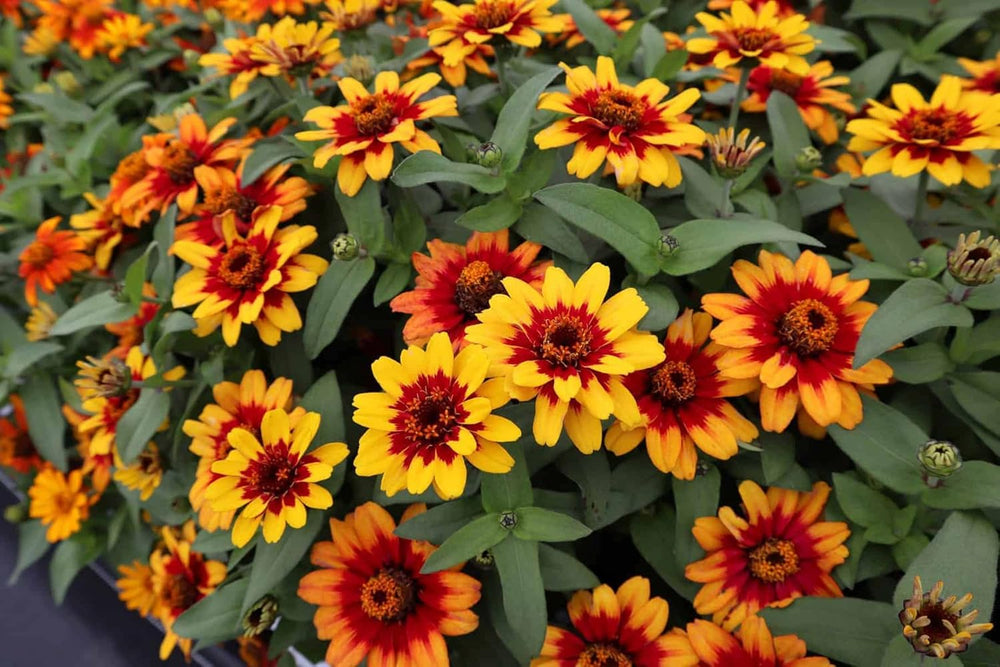 Flower Seeds, Seeds for Planting, Plant Seeds