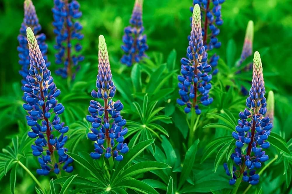 lupine minarets flower seeds