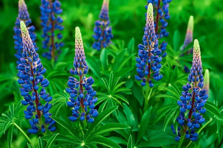 Lupine Minarets Lupinus Spp Flower For Planting In Flower Bed Flower Seeds for Home Garden