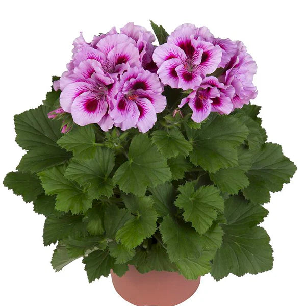 Geranium Lysviolet Røde Blomsterfrø til Plantning 100 stk