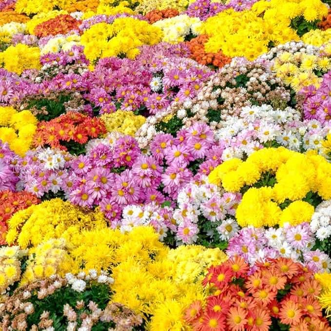 japanese rainbow flower seeds