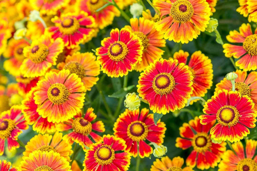 helenium flower flower seeds