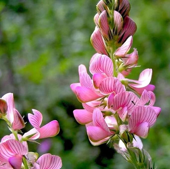 Heirloom Non-GMO Onobrychis Viciifolia Flower Seeds for Planting – Pollinator-Friendly Blooms | High Germination