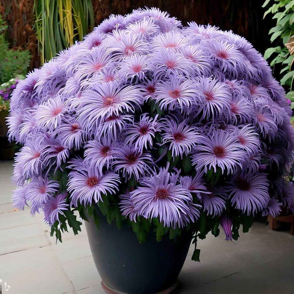 blue smooth flower seeds