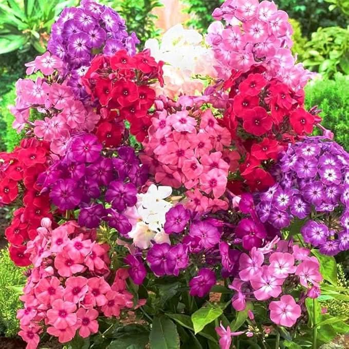 phlox mixed flower seeds