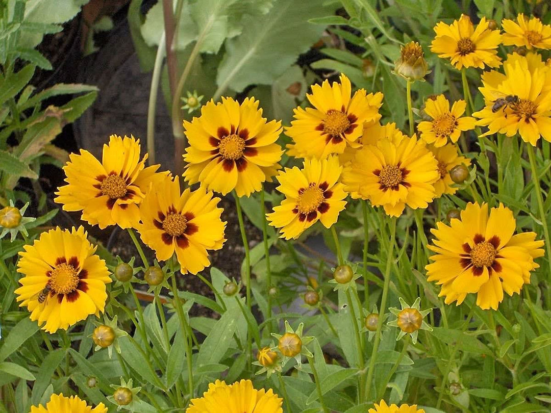 golden coreopsis flower seeds