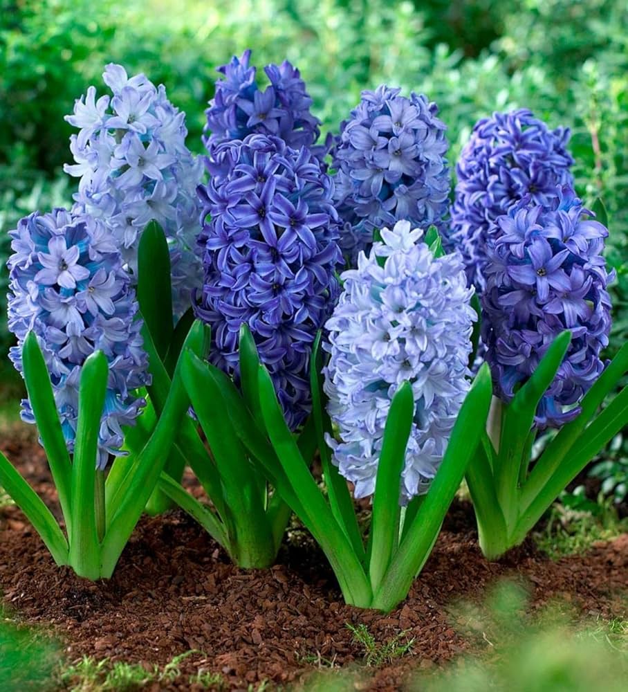 Sky Blue Hyacinthus Orientalis Flower Seeds for Planting, 100 pcs