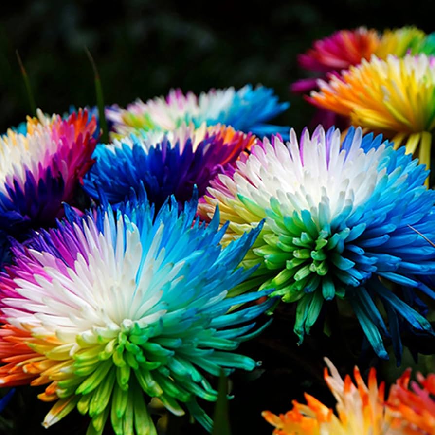 aster multicolored flower seeds