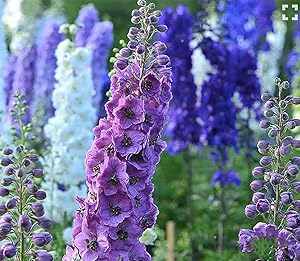 delphinium pacific flower seeds