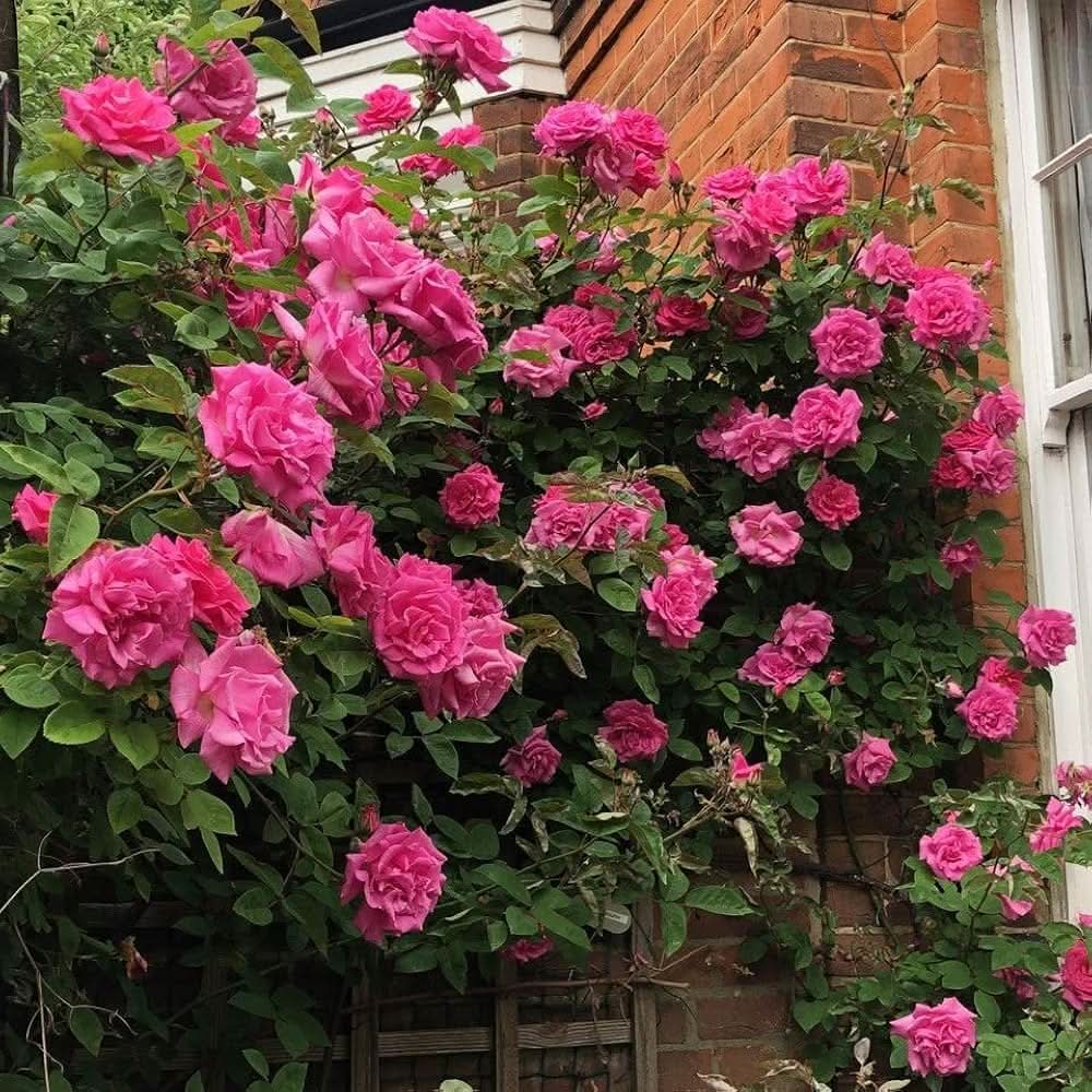 pink zephirine flower seeds