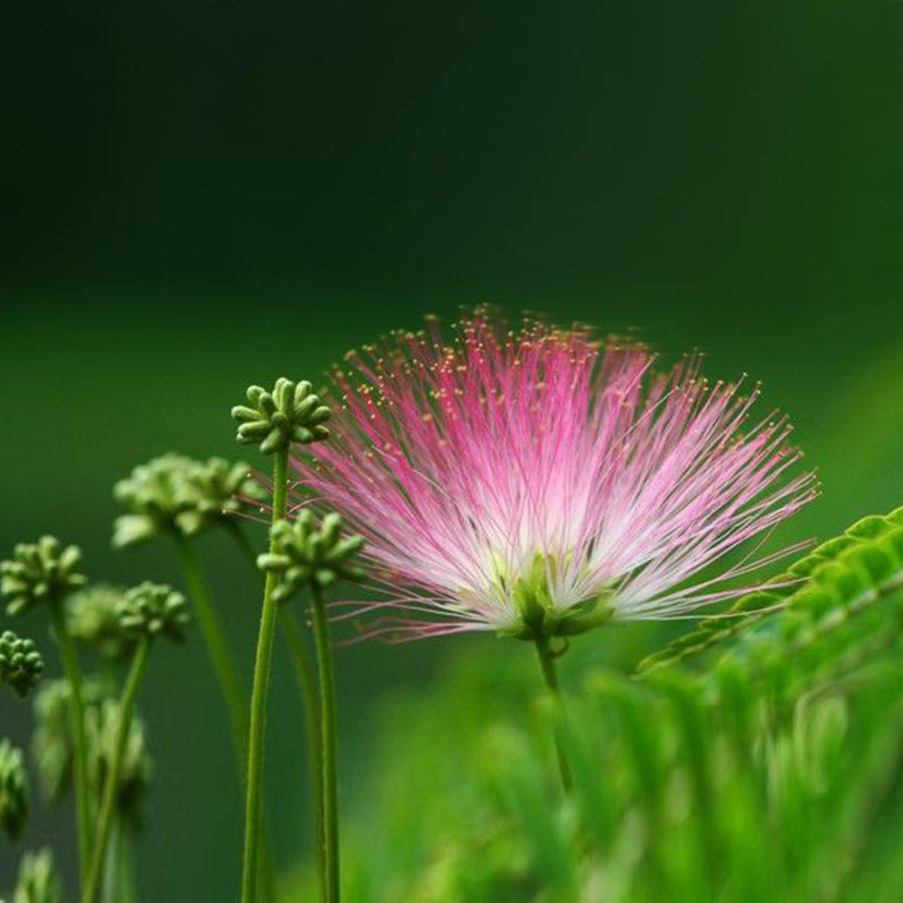 albizia julibrissin flower seeds