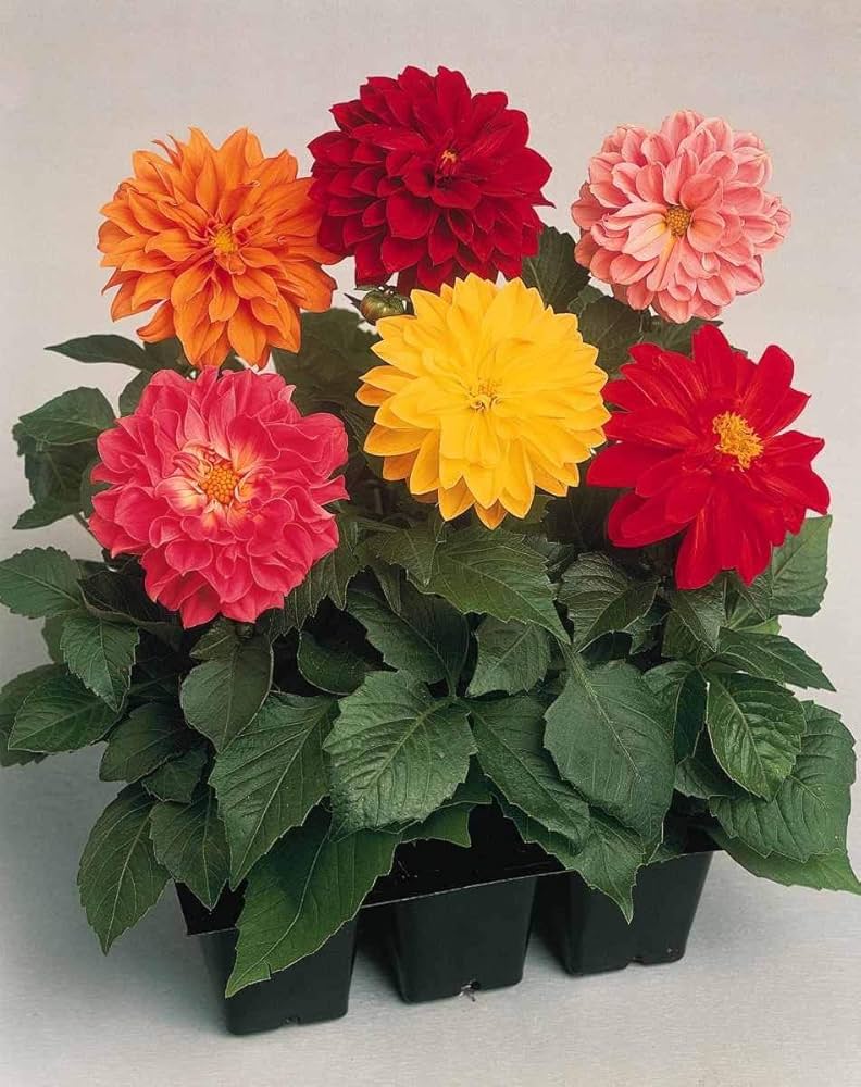 dahlia dahlia flower seeds